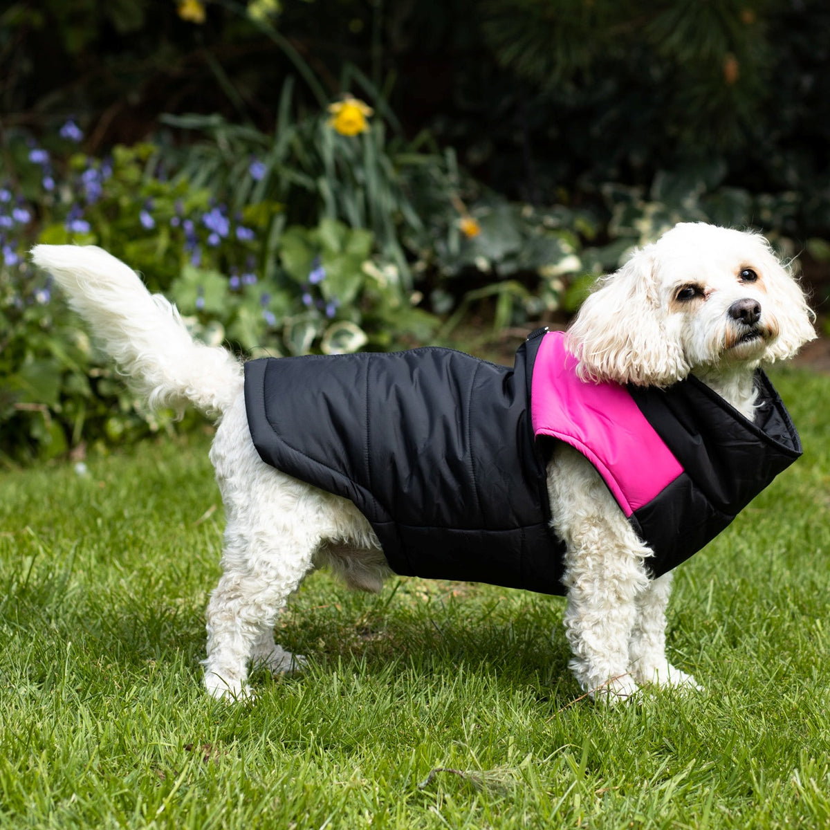 Best winter coats for cockapoos best sale