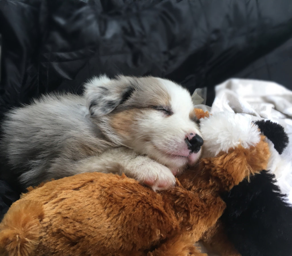 https://www.treatyourdog.co.uk/cdn/shop/articles/snuggle_puppy_brown_and_white_with_puppy_arrow.jpg?v=1559733372&width=1024