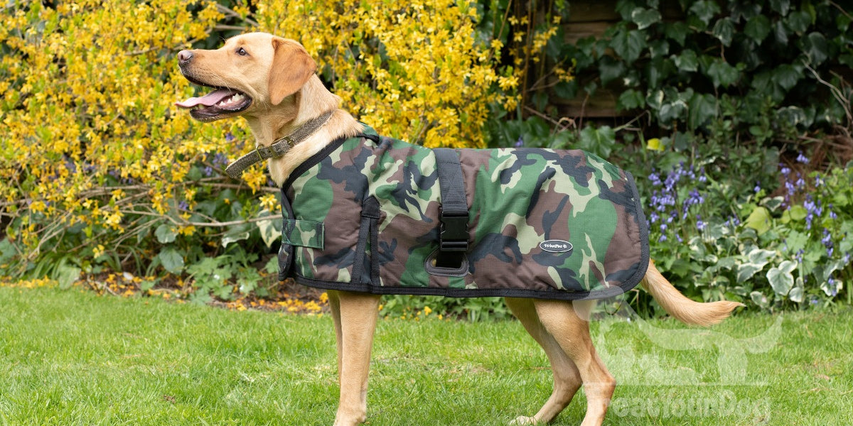 What type of dog coat is best for gun dog breeds