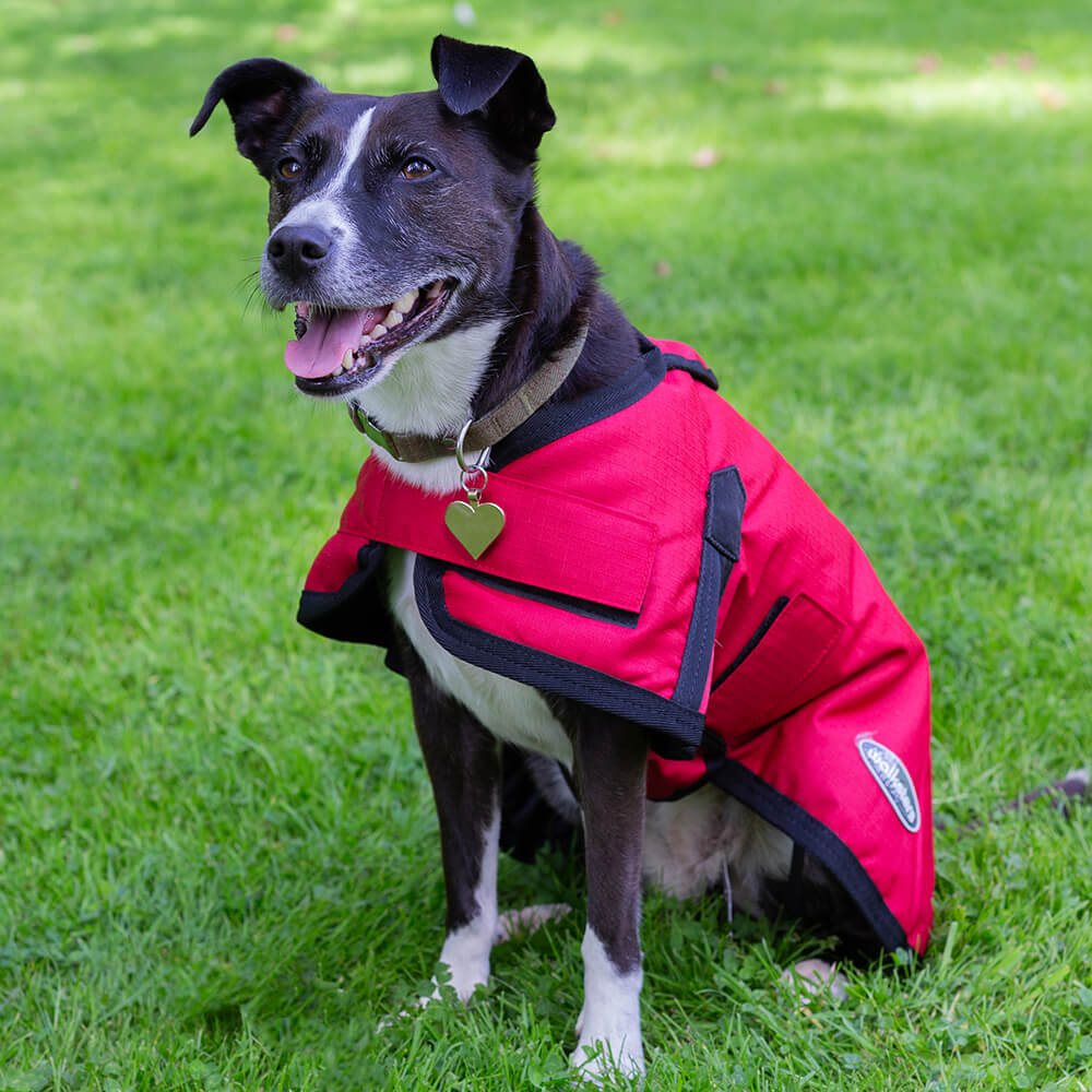 Dog jumper with harness hole hotsell