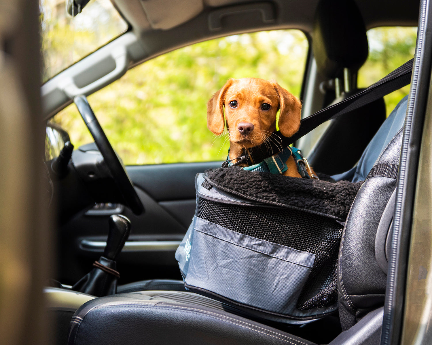 Car Booster Seat for Dogs