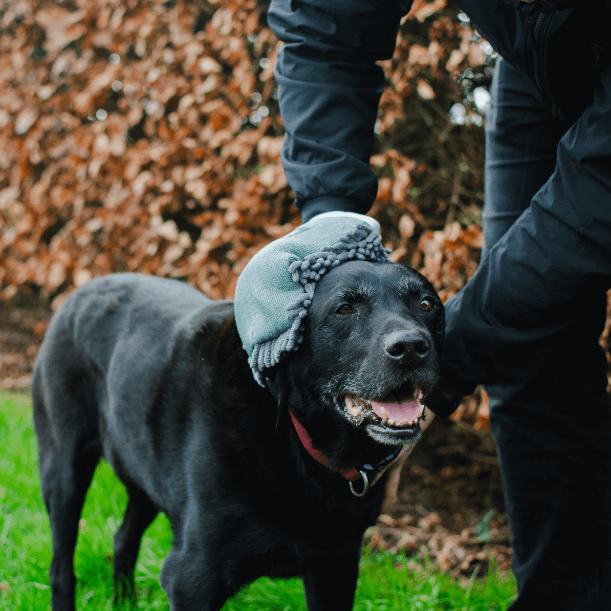 Microfibre Pet Drying Glove for Dogs by Henry Wag