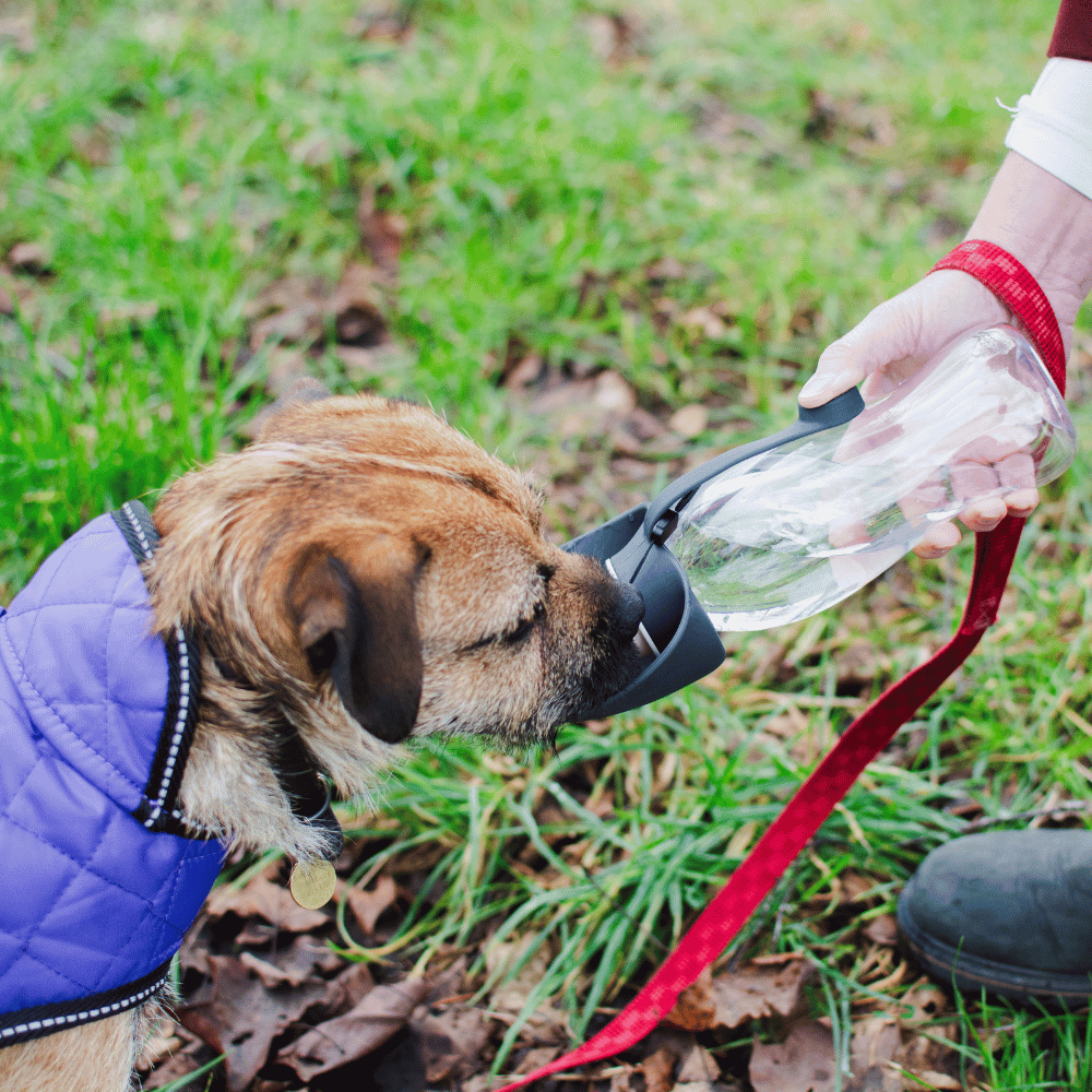 Pet Water Bottle With Leaf Bowl