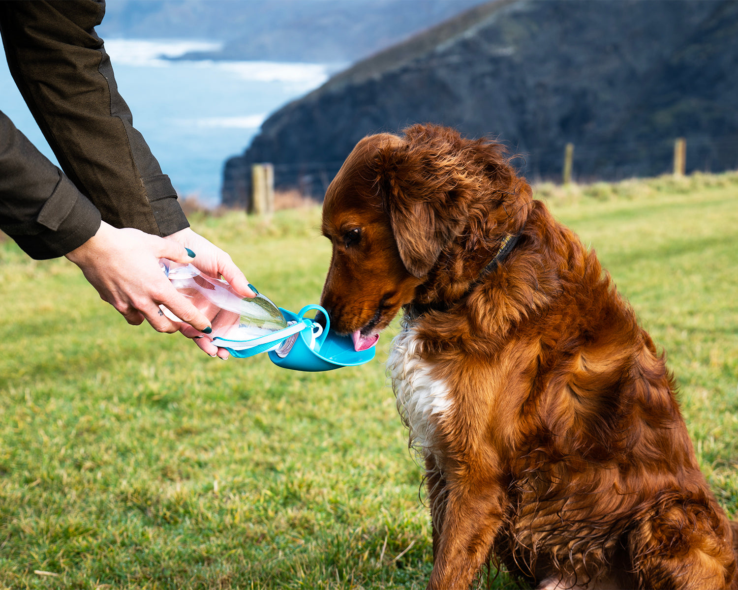 Pet Water Bottle With Leaf Bowl