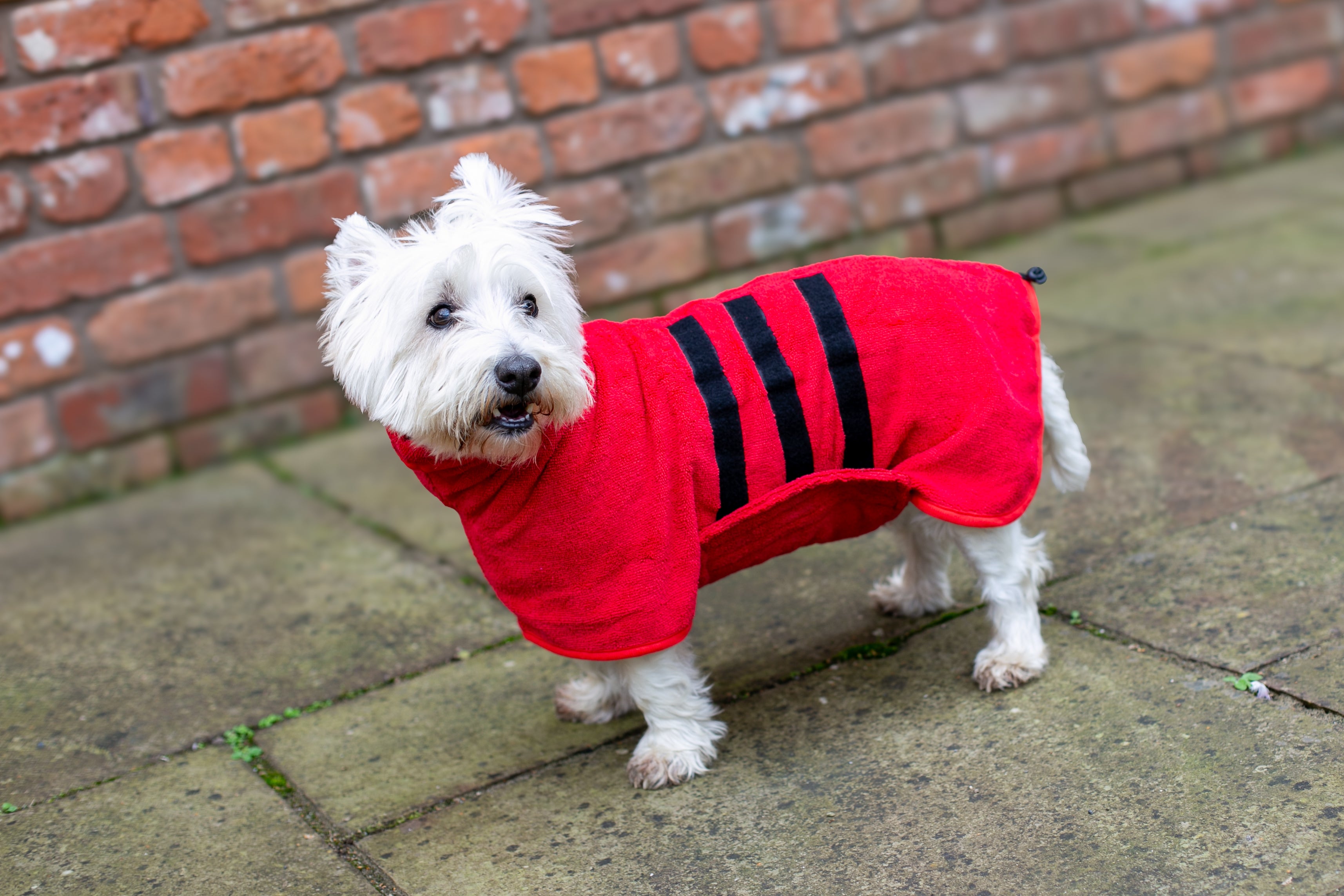 Walksters Microfibre Dog Drying Coat in Red