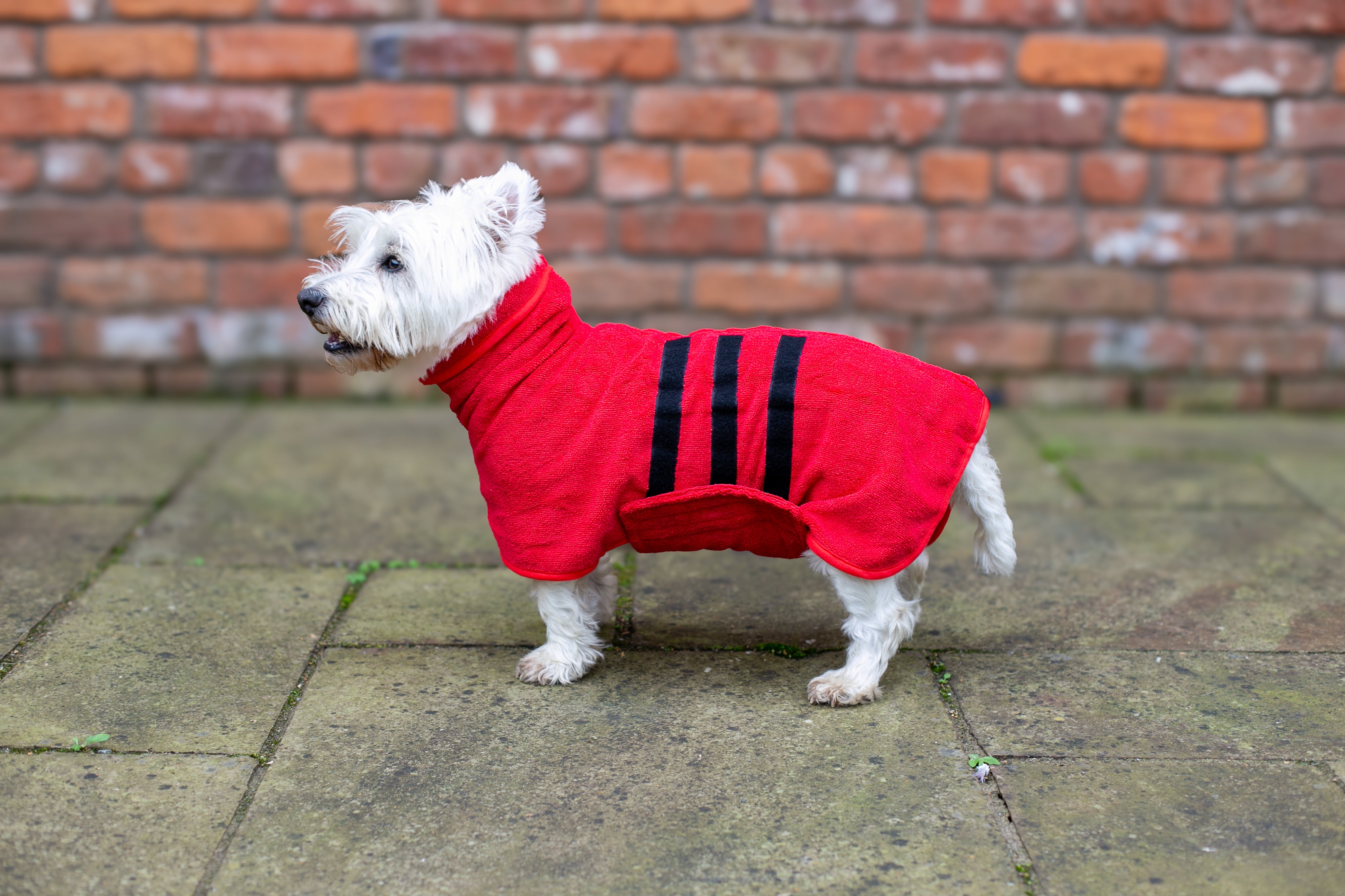 Walksters Microfibre Dog Drying Coat in Red