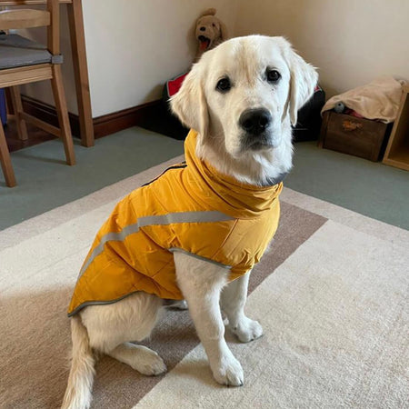 Jackets sale for labradors