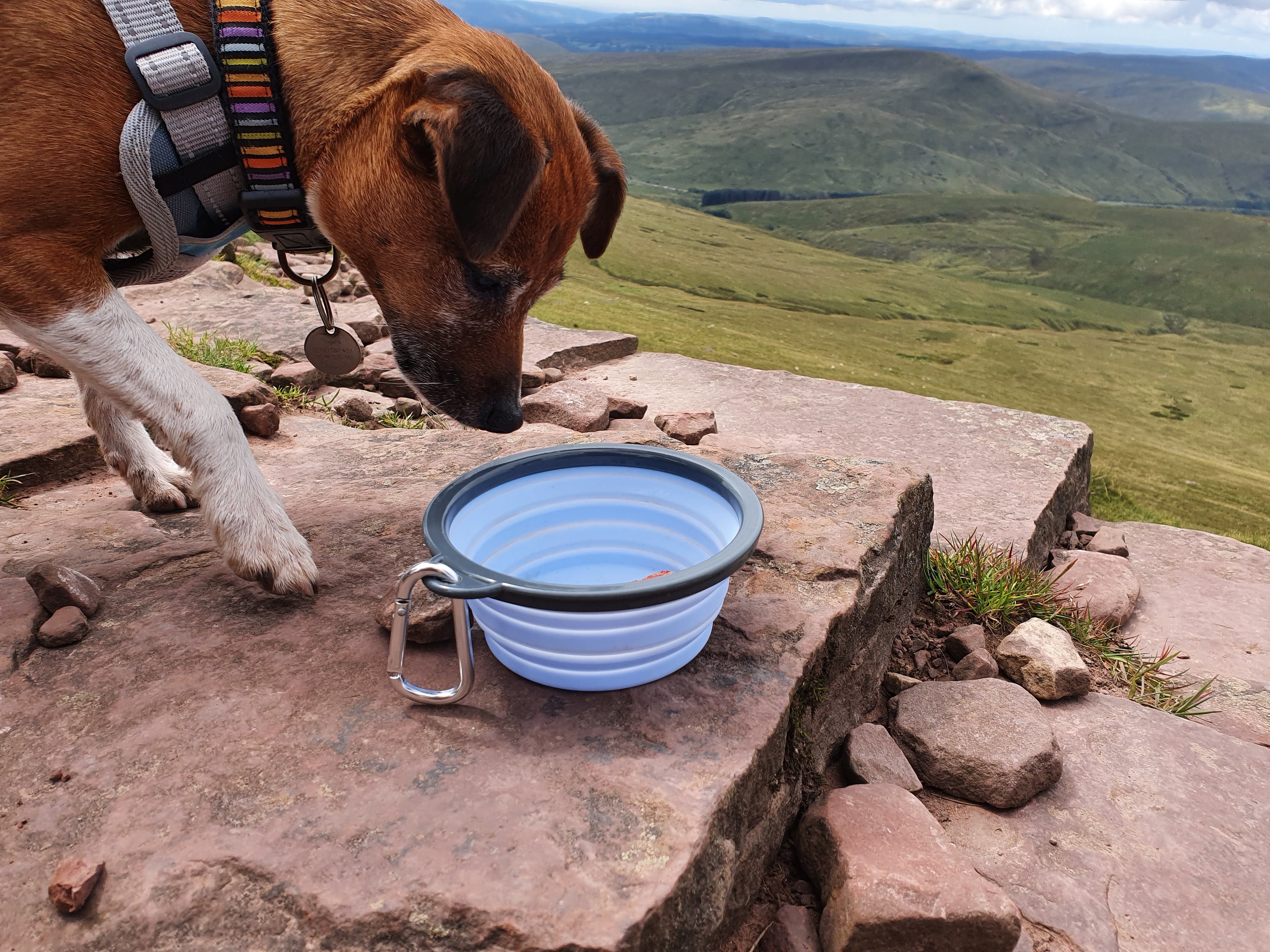 Dog Travel Bowl with clip - Blue