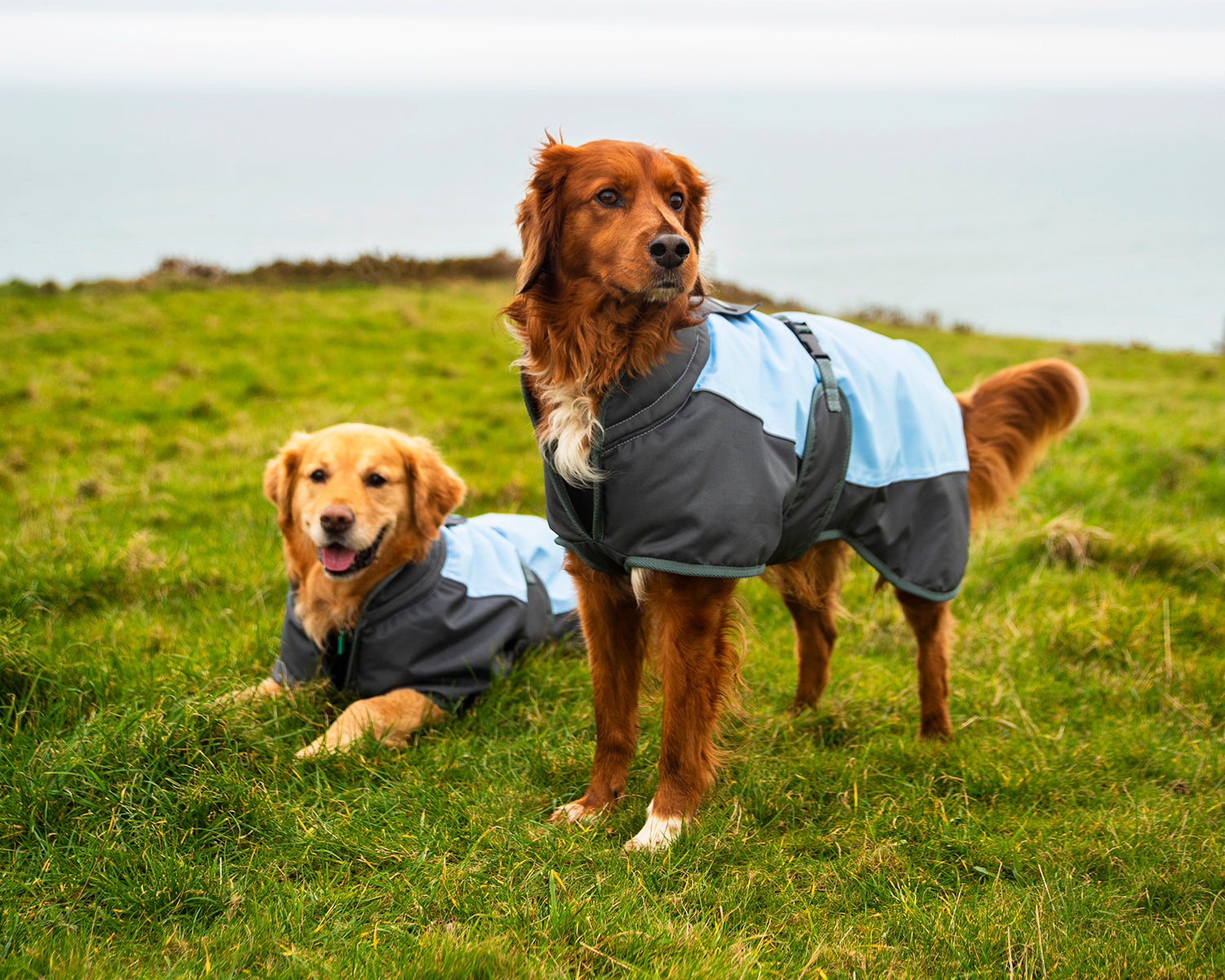 Henry Wag Waterproof Dog Coat