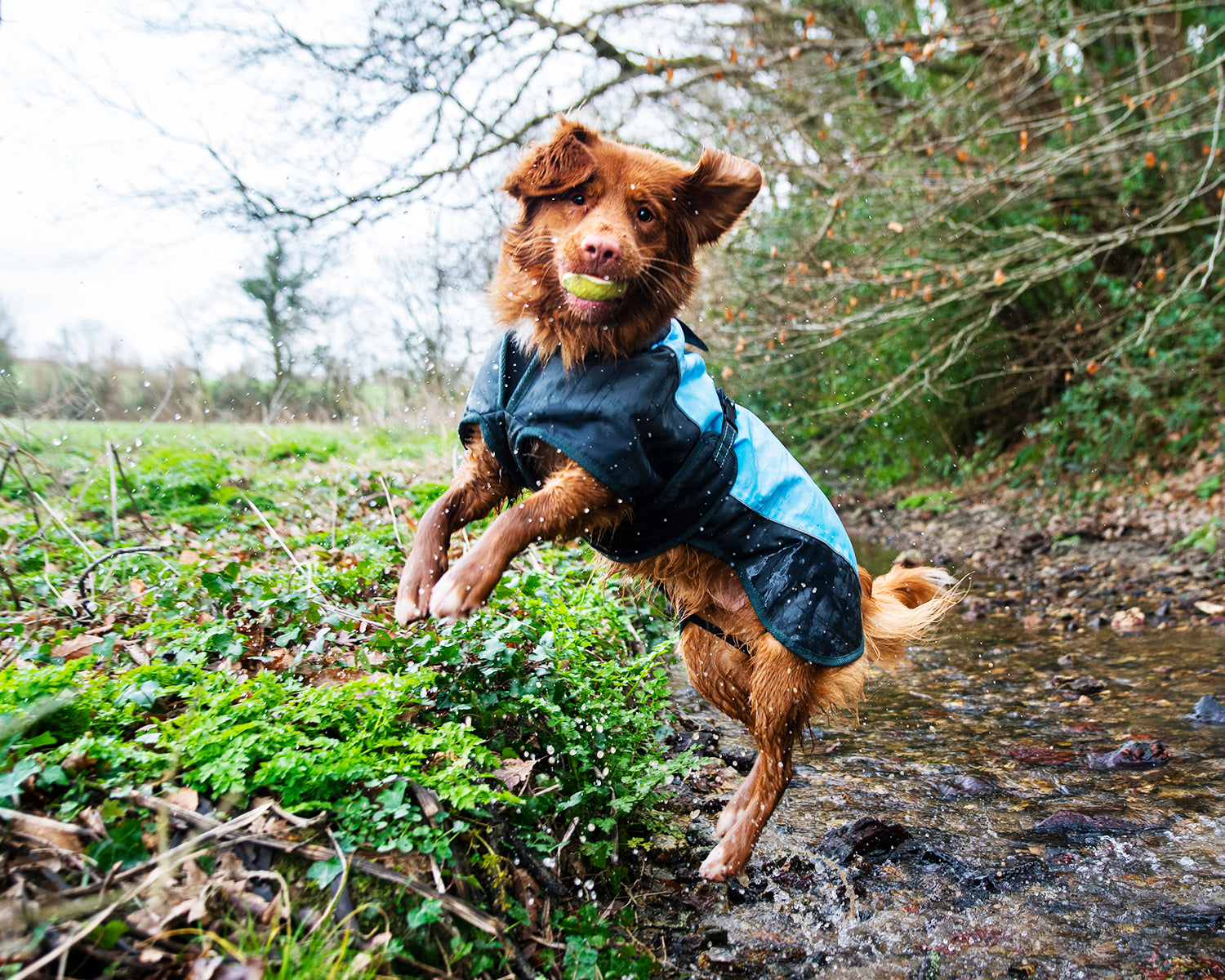 Henry Wag Waterproof Dog Coat