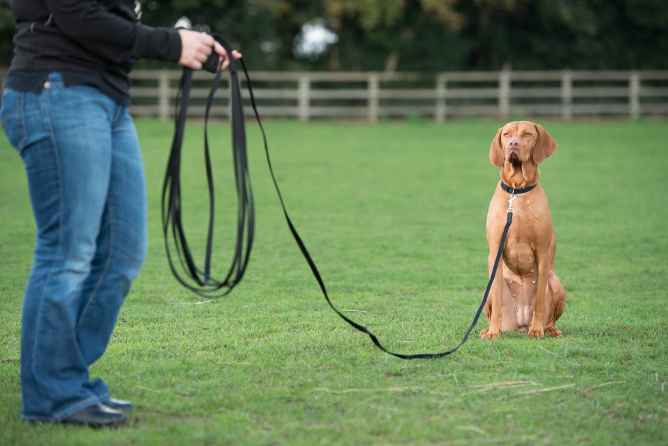 Recall Training Line for Dogs and Puppies — Treat Your Dog