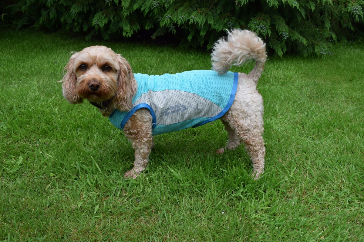 Small dog sale cooling vest